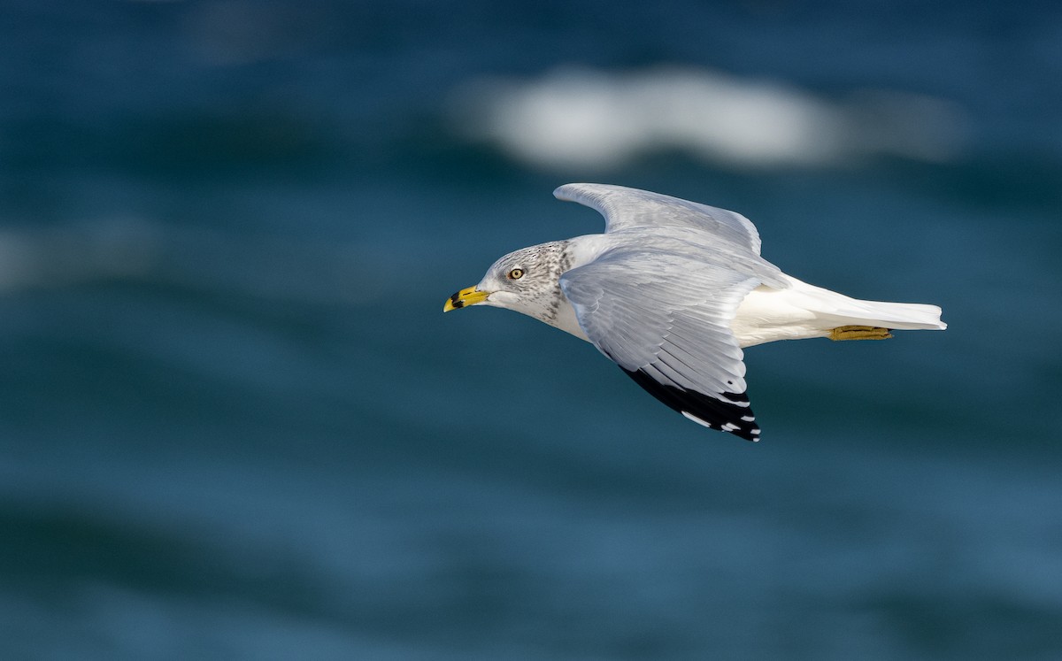Ring-billed Gull - Forest Botial-Jarvis