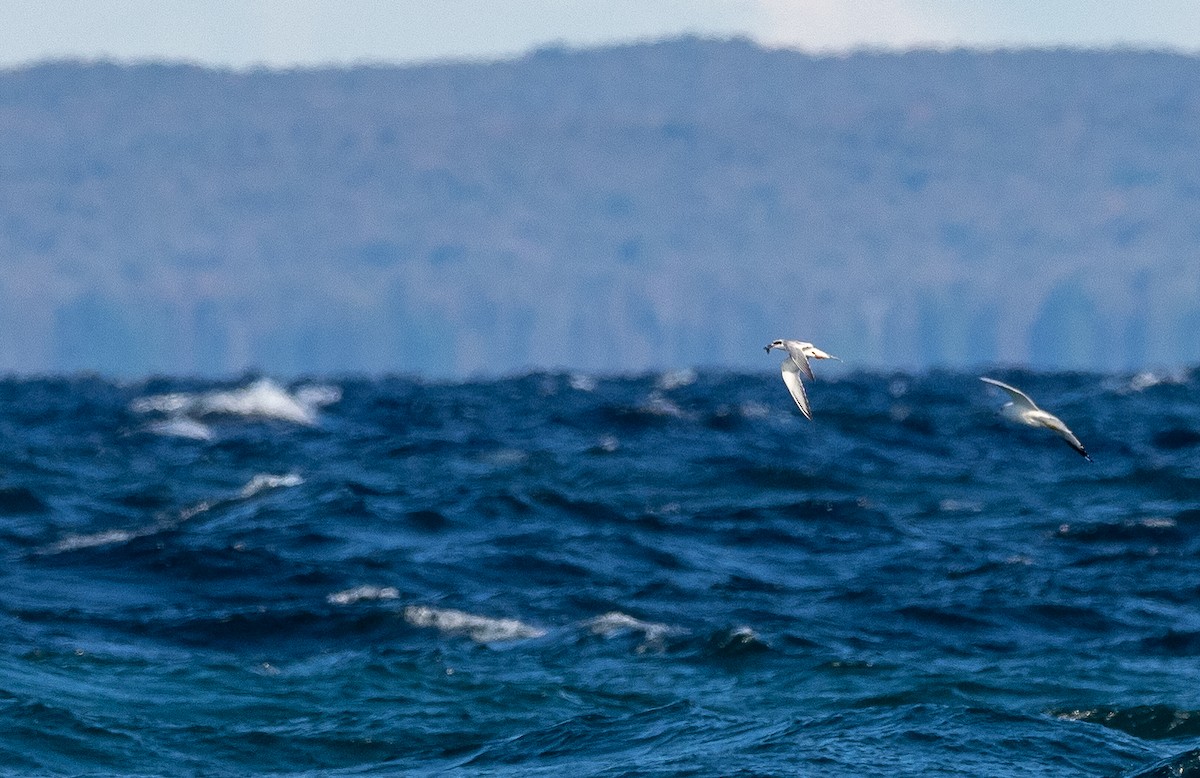 Forster's Tern - Forest Botial-Jarvis