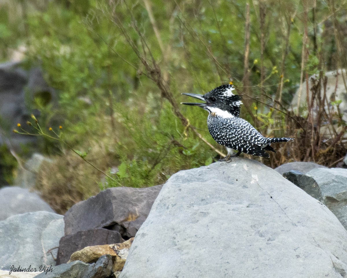 Crested Kingfisher - ML381941311