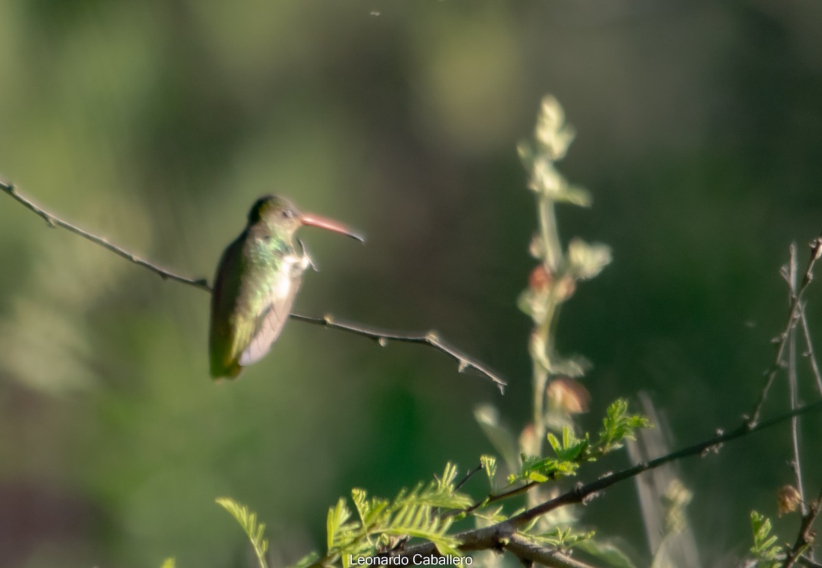Gilded Hummingbird - ML381951901