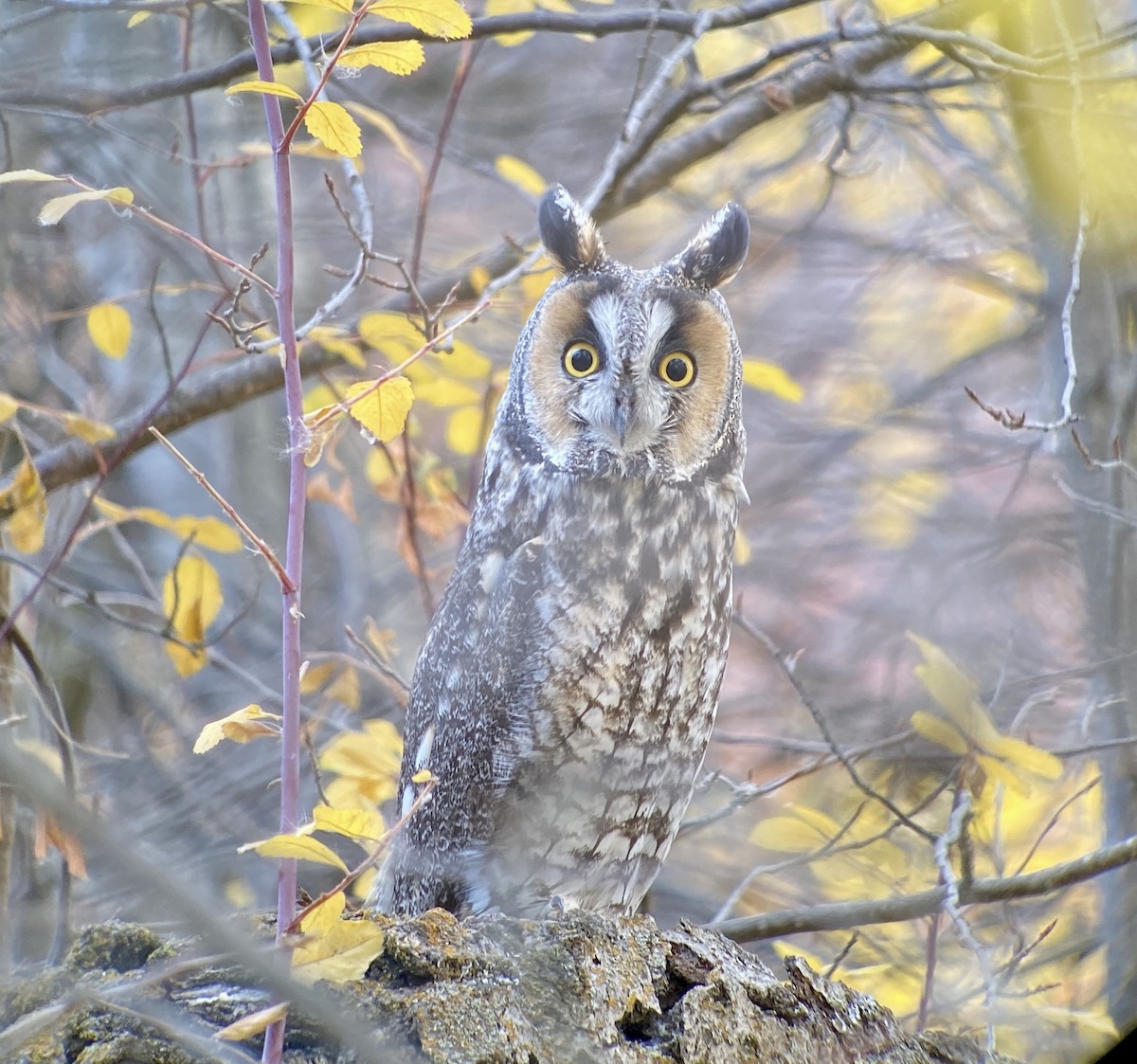 Long-eared Owl - ML381953801