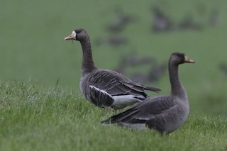 Greater White-fronted Goose, ML381954361