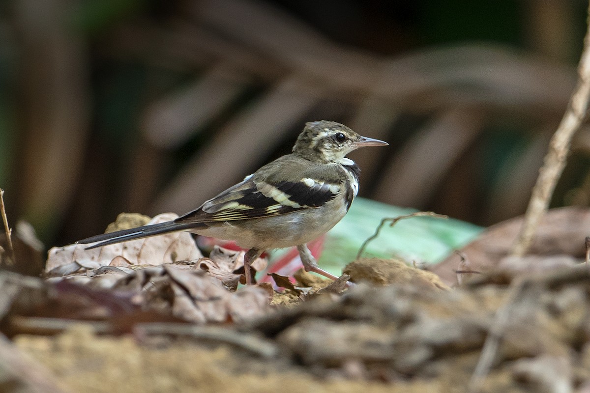 Forest Wagtail - Aseem Kothiala