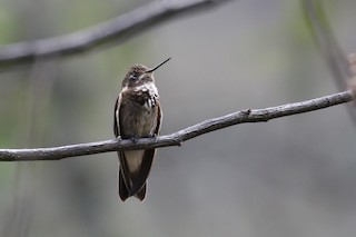  - Purple-backed Sunbeam