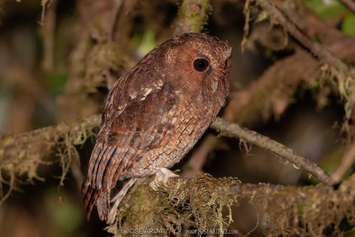 Rufescent Screech-Owl (Colombian) - ML381961371