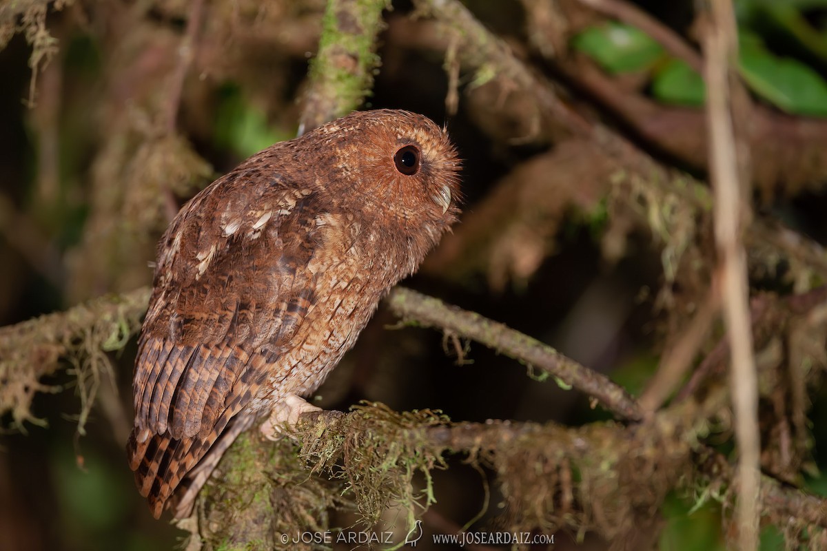 Rufescent Screech-Owl (Colombian) - ML381961381
