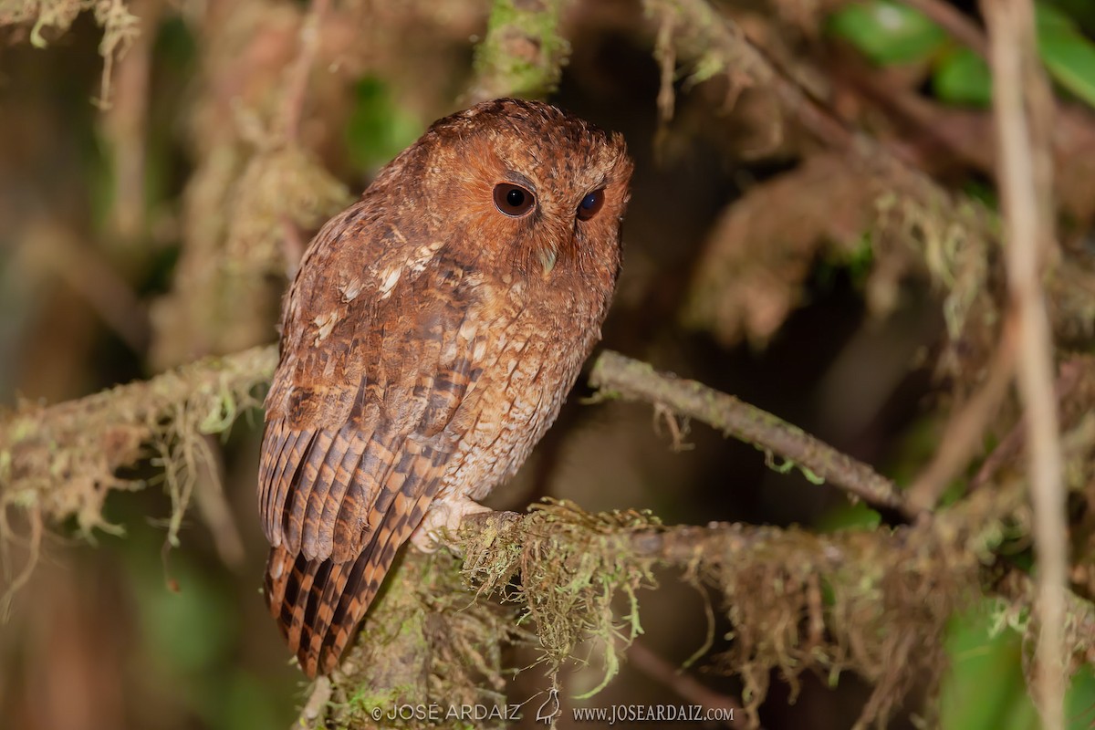 Rufescent Screech-Owl (Colombian) - ML381961391