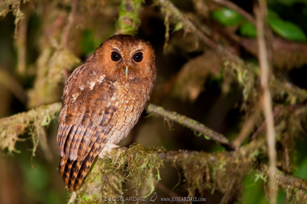 Rufescent Screech-Owl (Colombian) - ML381961431