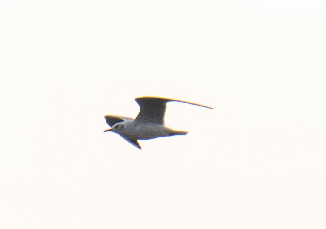 Black-headed Gull - ML381962331