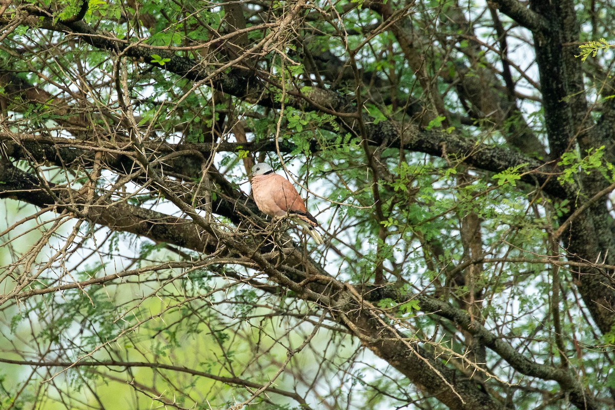 Red Collared-Dove - ML381963651