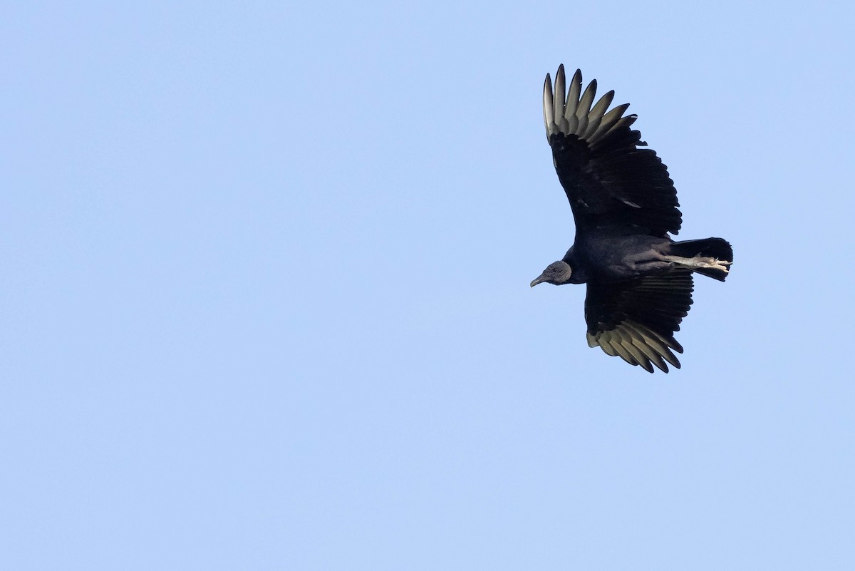 Black Vulture - Doug Gochfeld