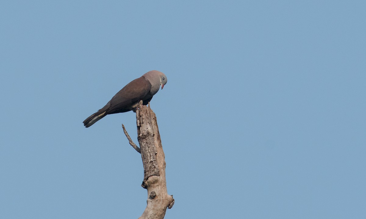 Mountain Imperial-Pigeon - ML381970771
