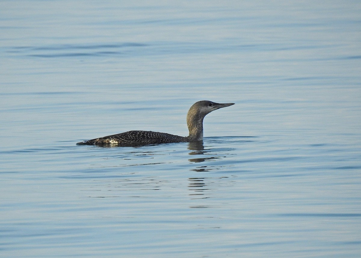 Red-throated Loon - ML381970831