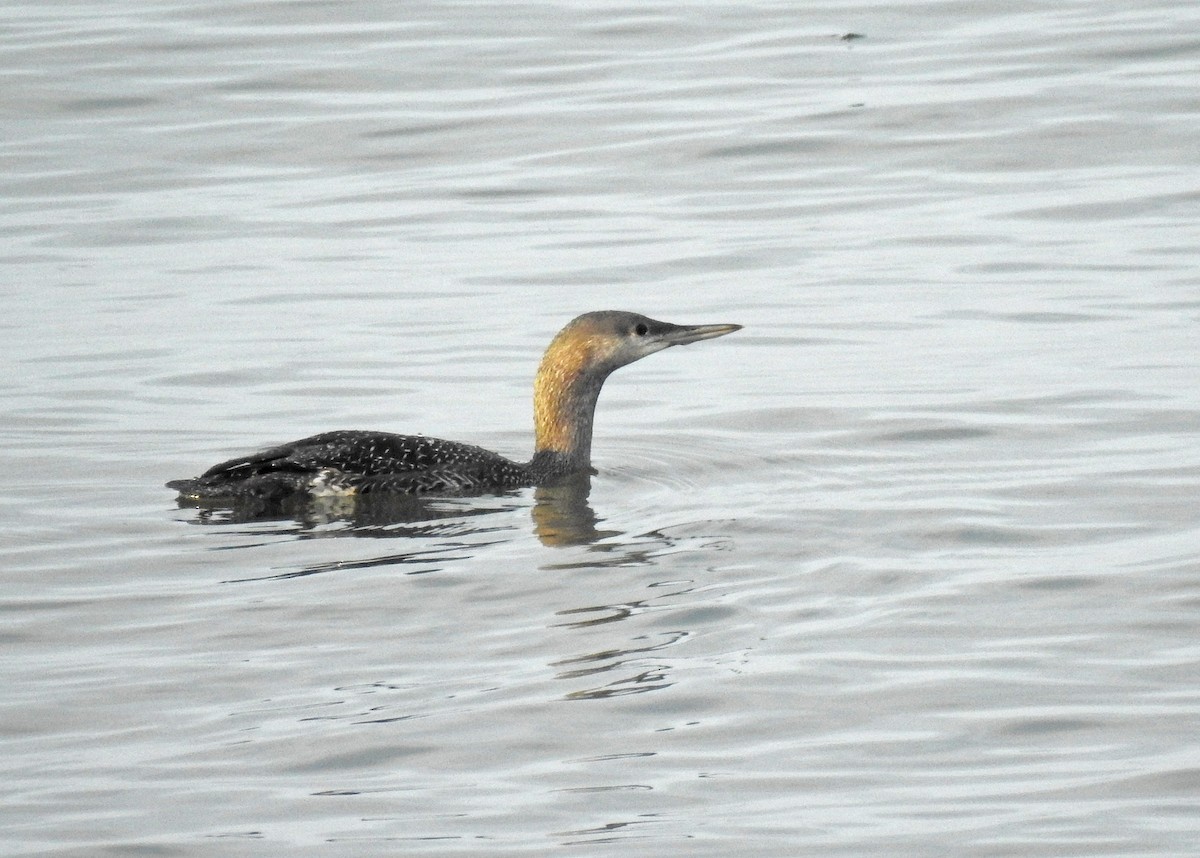 Red-throated Loon - ML381970881