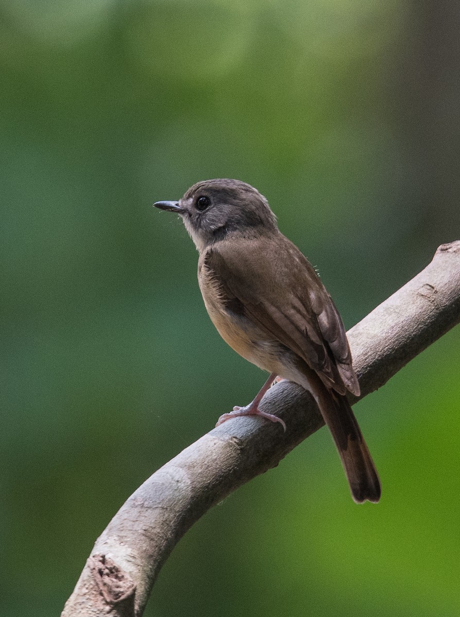 Pale-chinned Flycatcher - ML381971011