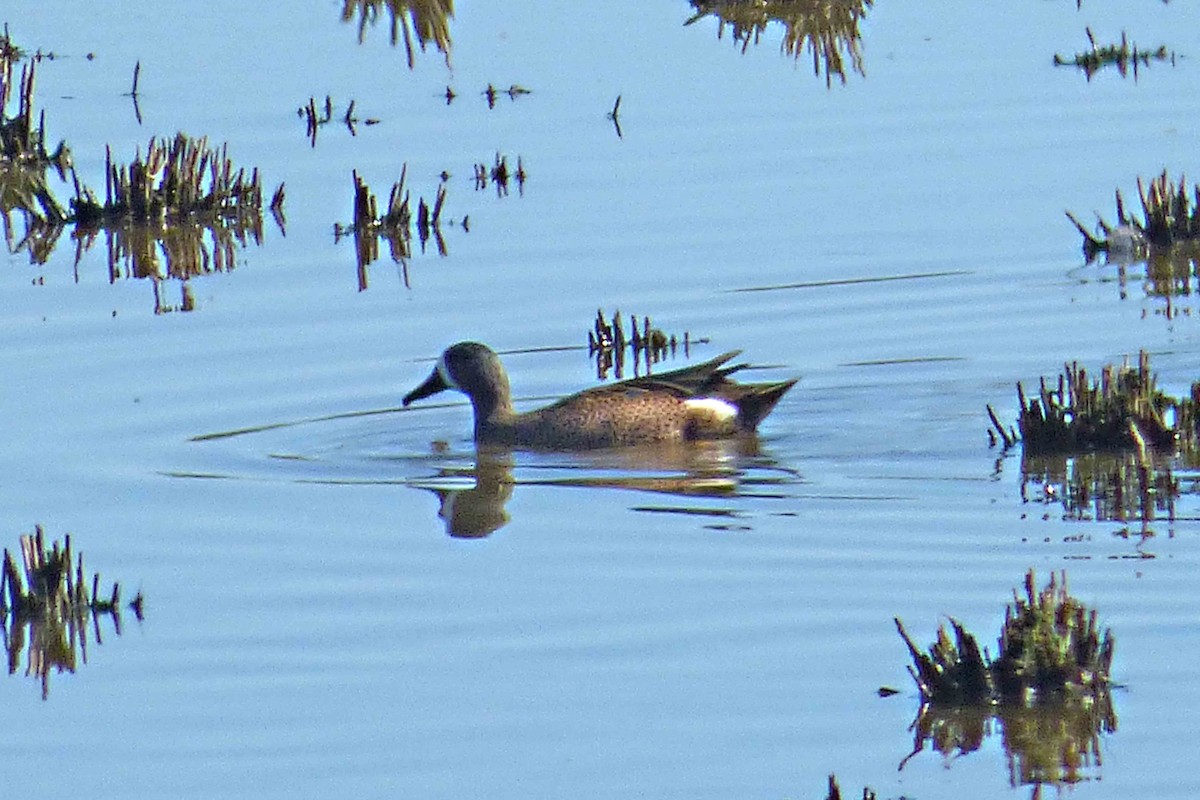 Blue-winged Teal - ML381972741