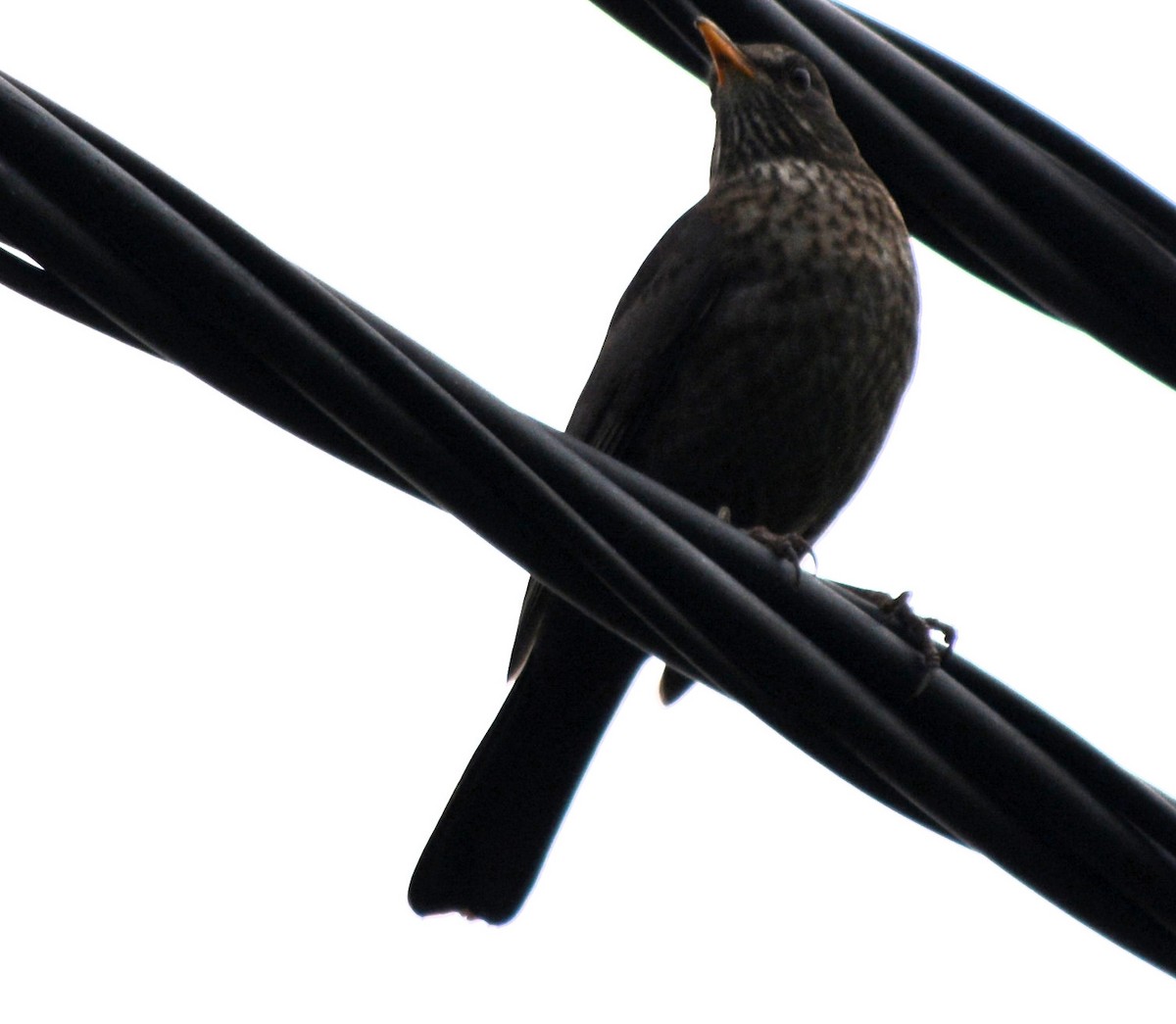 Eurasian Blackbird - ML381976161