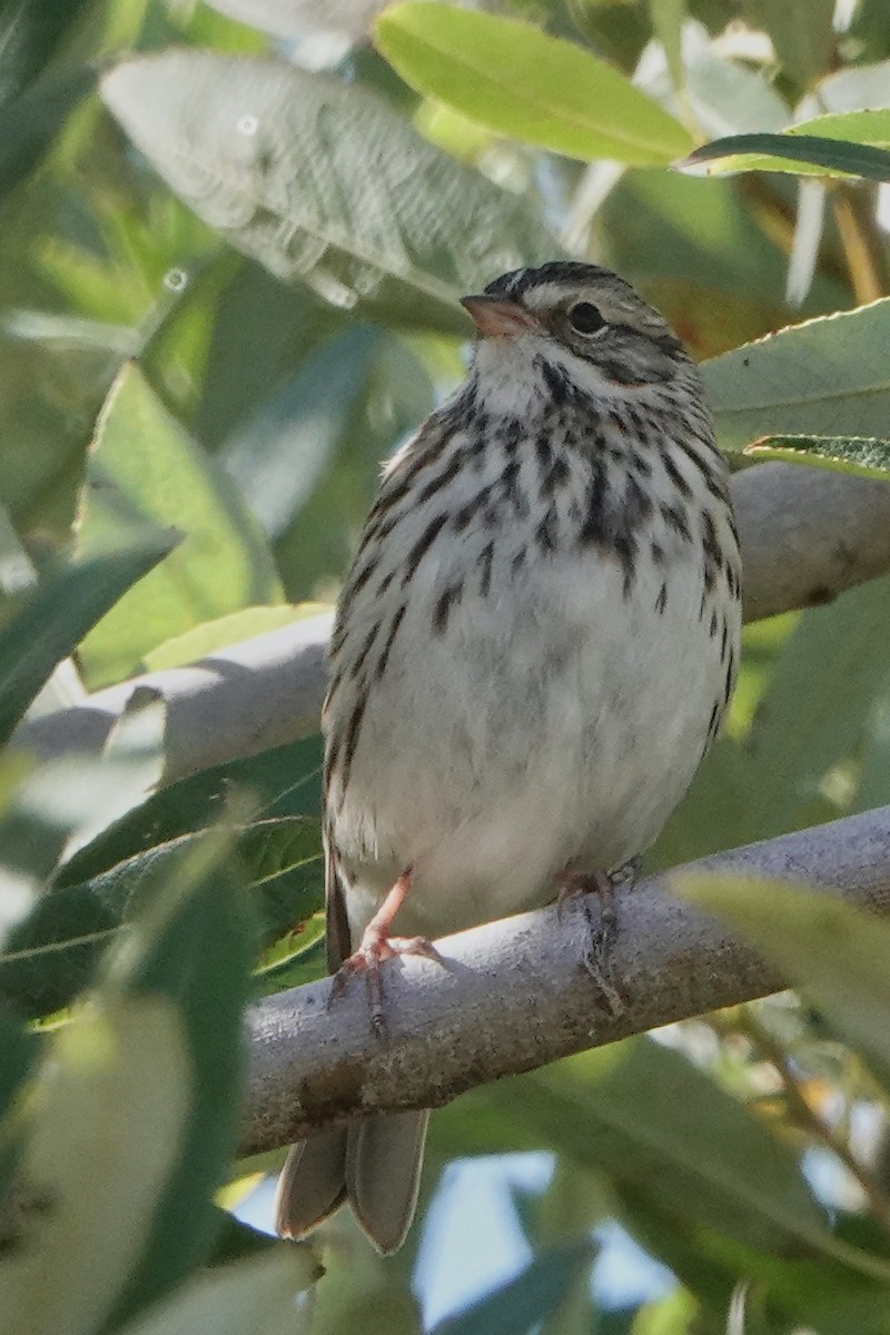 Savannah Sparrow - ML381977961