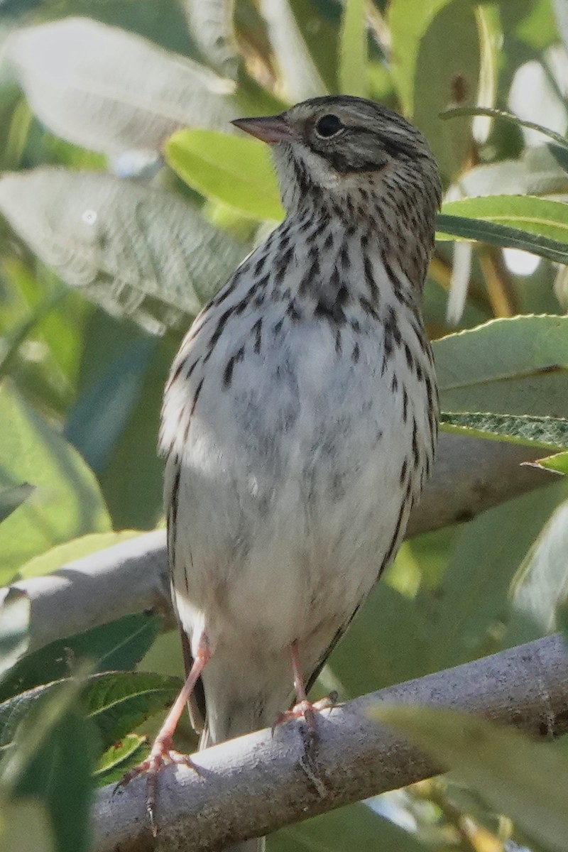 Savannah Sparrow - ML381978171