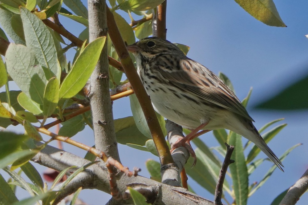 Savannah Sparrow - ML381978191