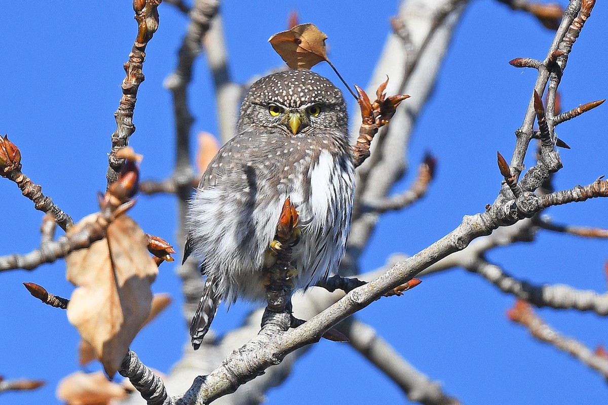 Northern Pygmy-Owl - Chris Rees