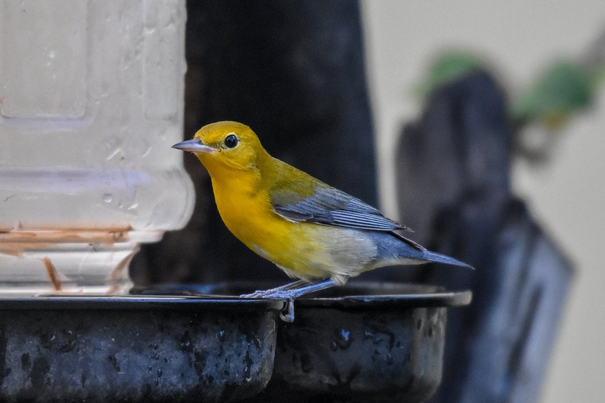 Prothonotary Warbler - Historical Bonaire Data