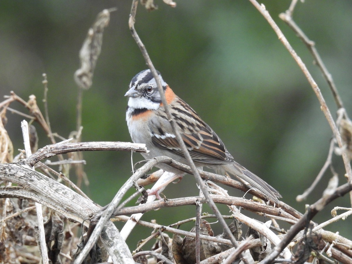 Rufous-collared Sparrow - Victor Vanegas