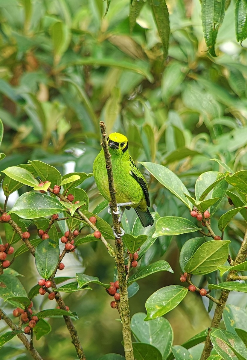 Emerald Tanager - ML381985521