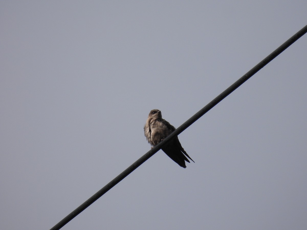 Brown-bellied Swallow - ML381989161