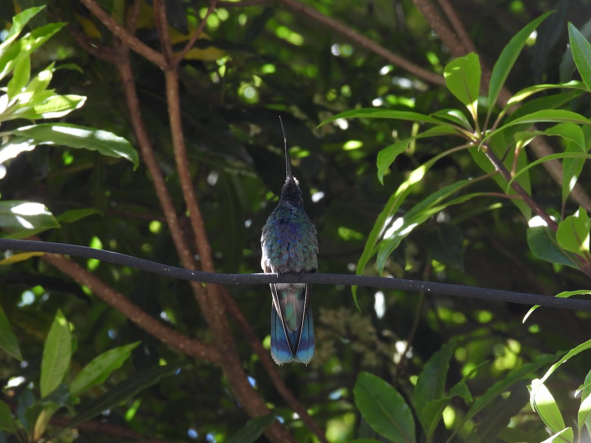 kolibřík modrolící - ML381989351