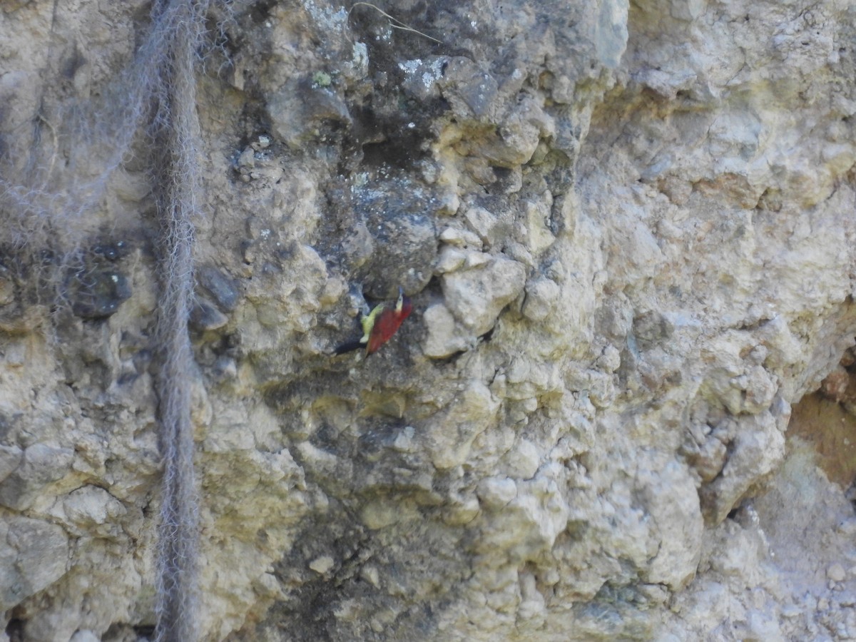 Crimson-mantled Woodpecker - ML381989751