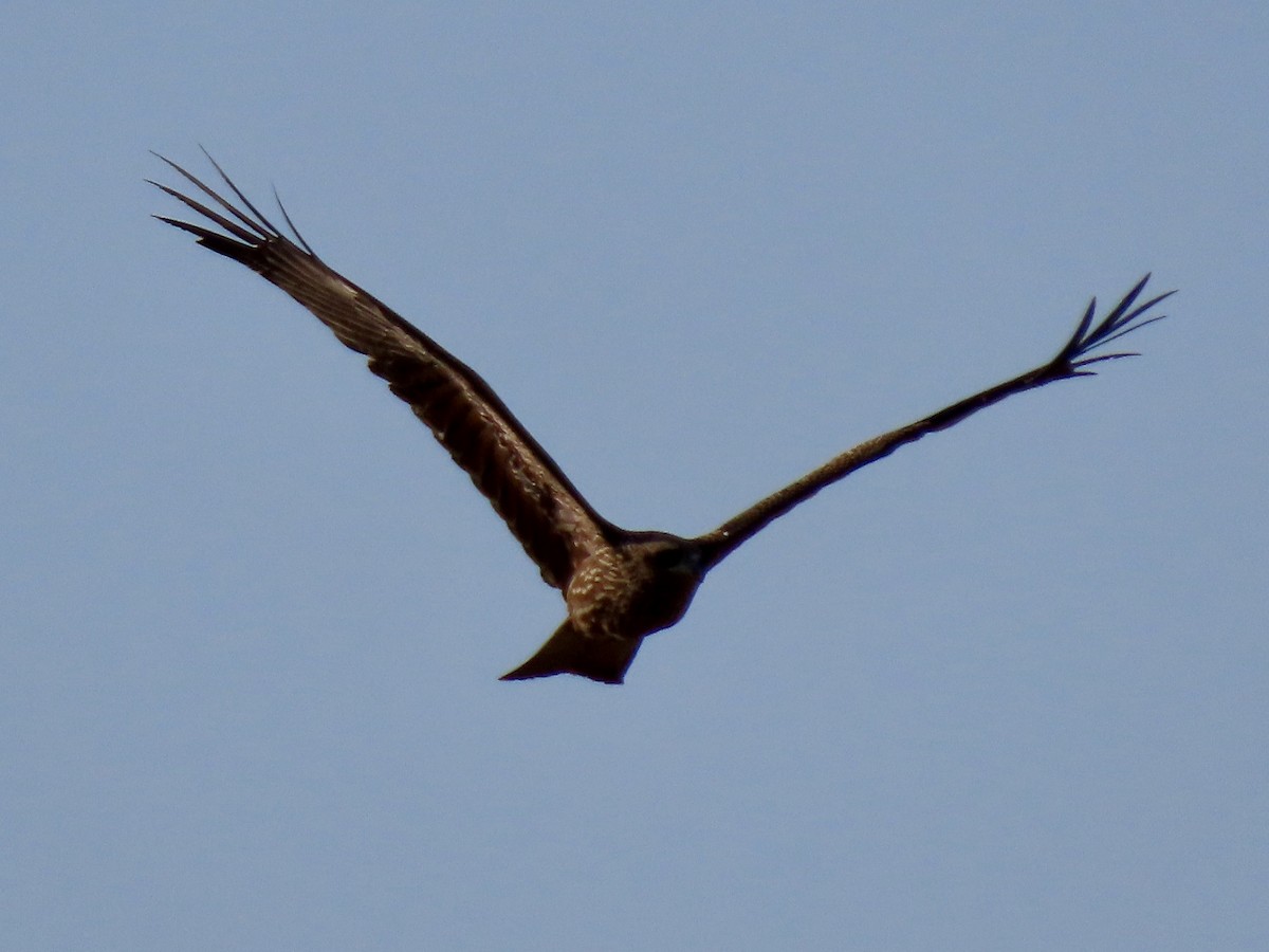 Black Kite (Black-eared) - ML381992751
