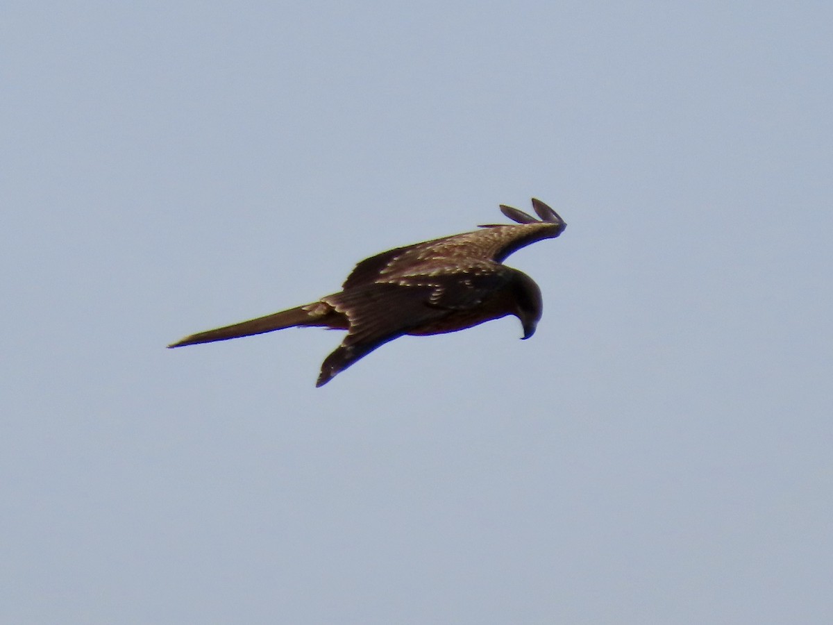 Black Kite (Black-eared) - ML381992771