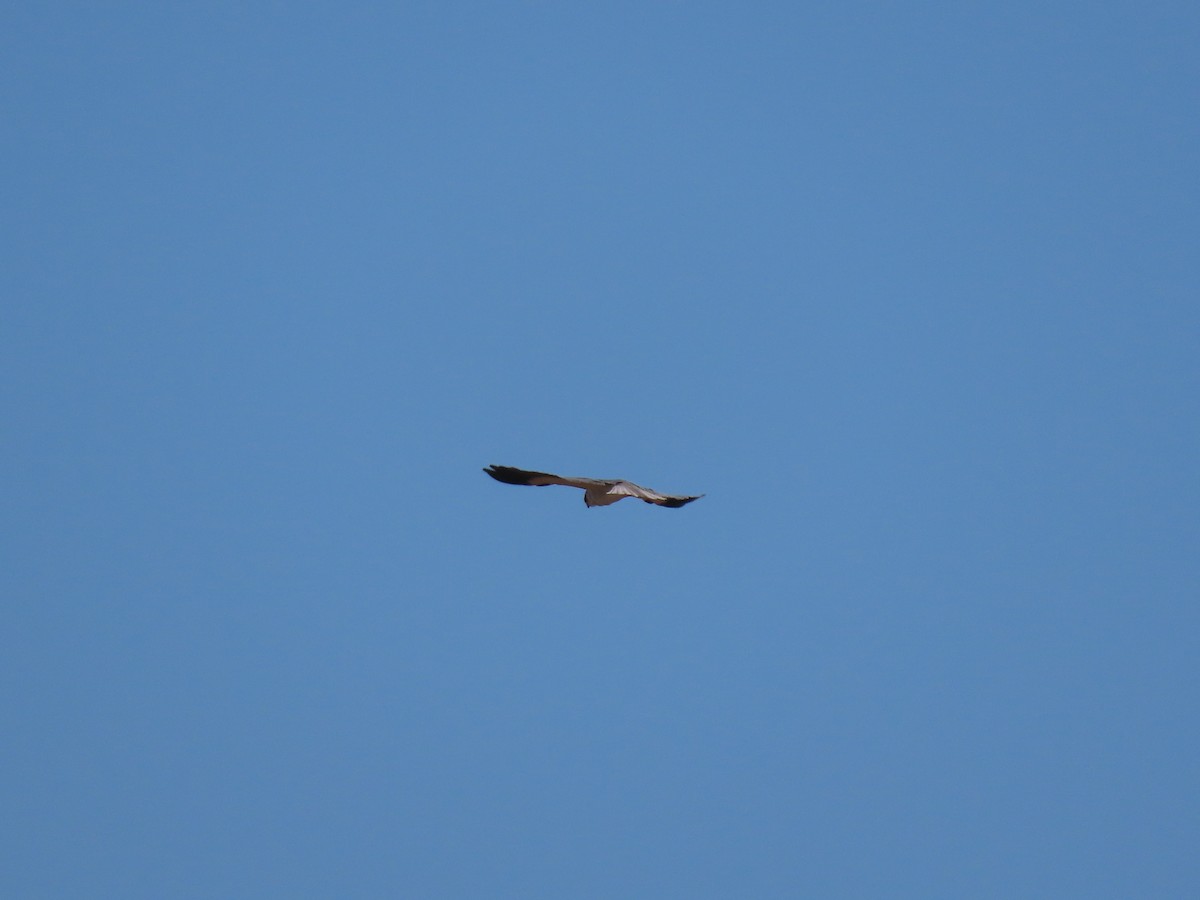 Black-winged Kite - ML381993041