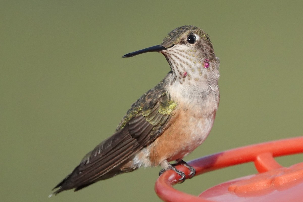 Broad-tailed Hummingbird - ML381994301