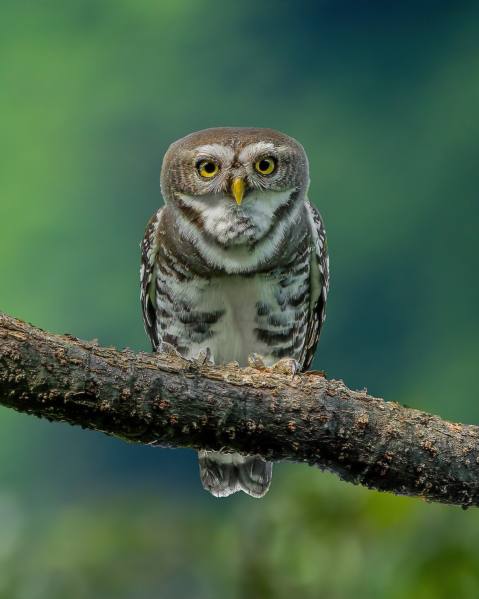 Forest Owlet - ML381996761