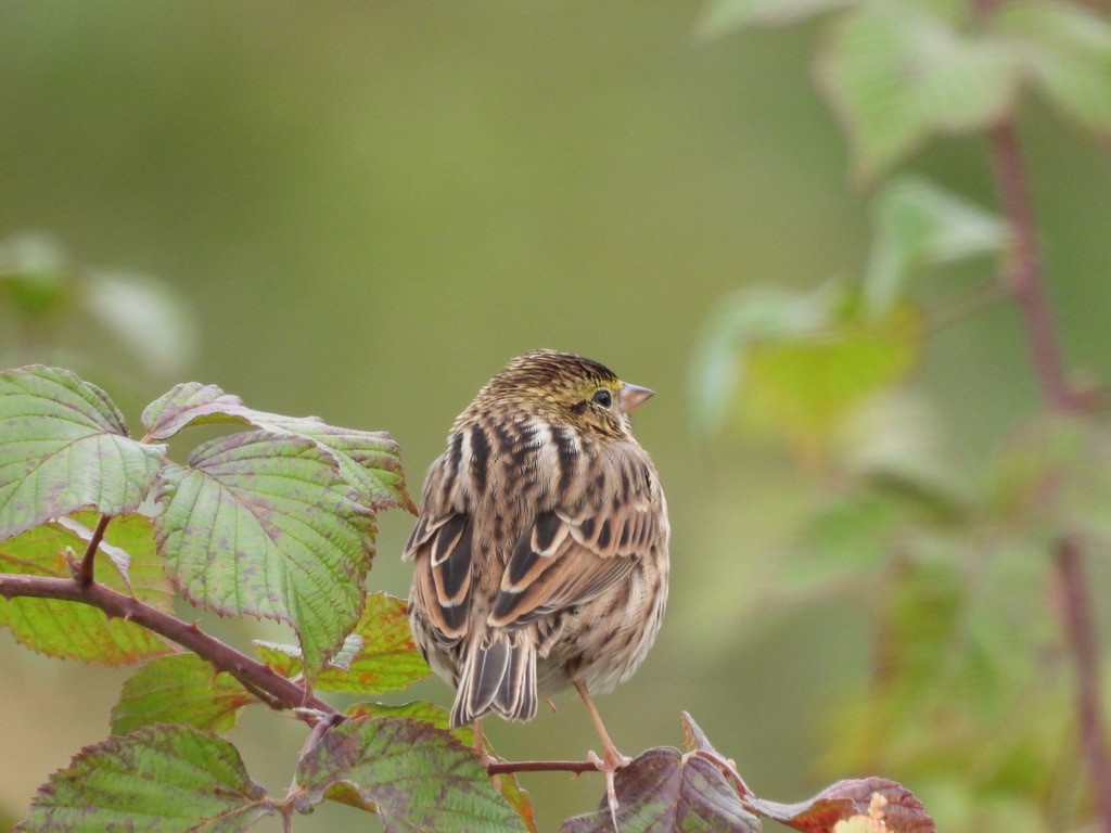 Savannah Sparrow - ML381997211