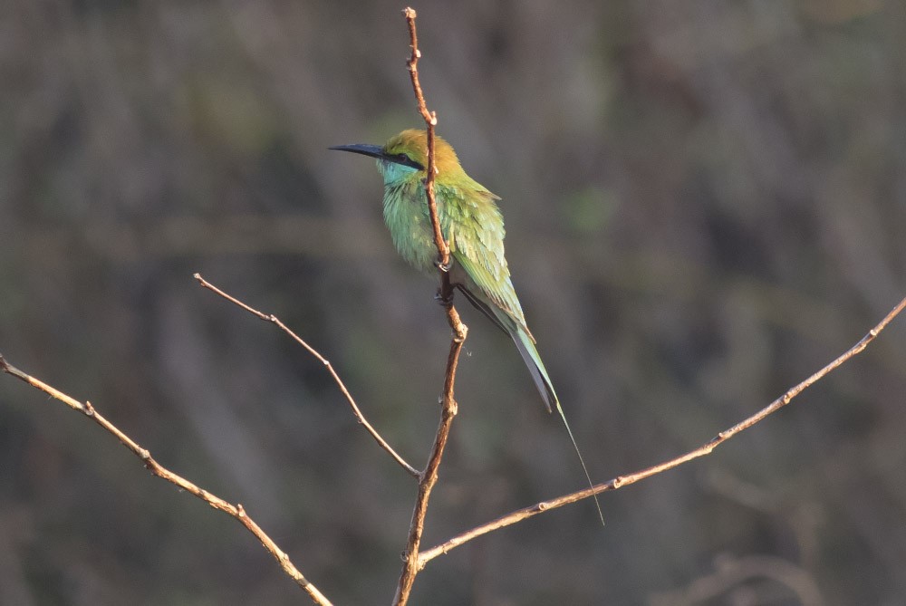 Asian Green Bee-eater - Michael Todd