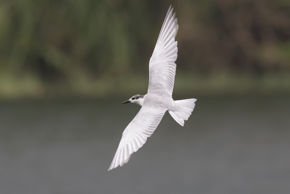 Whiskered Tern - Michael Todd