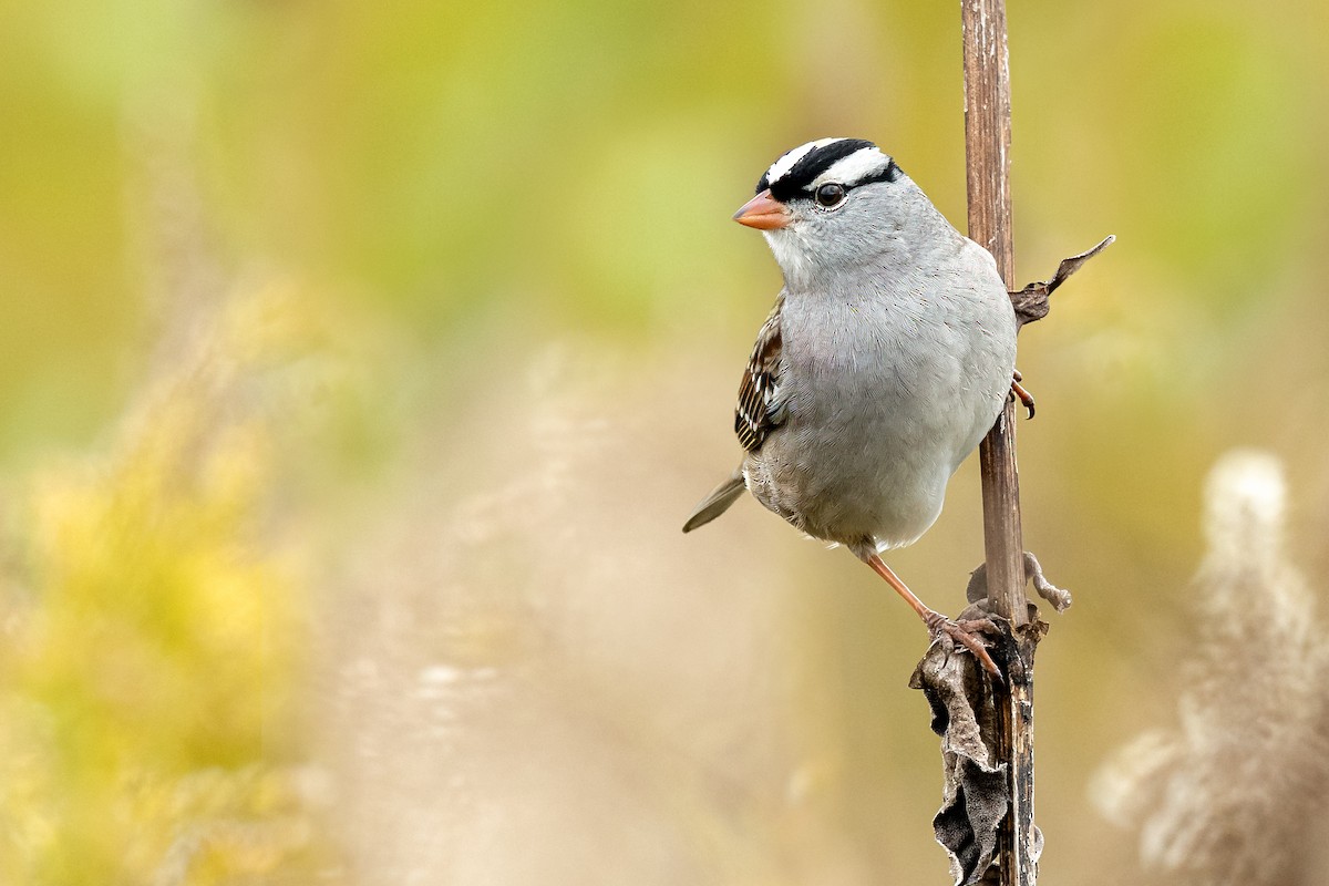 White-crowned Sparrow - ML382006681