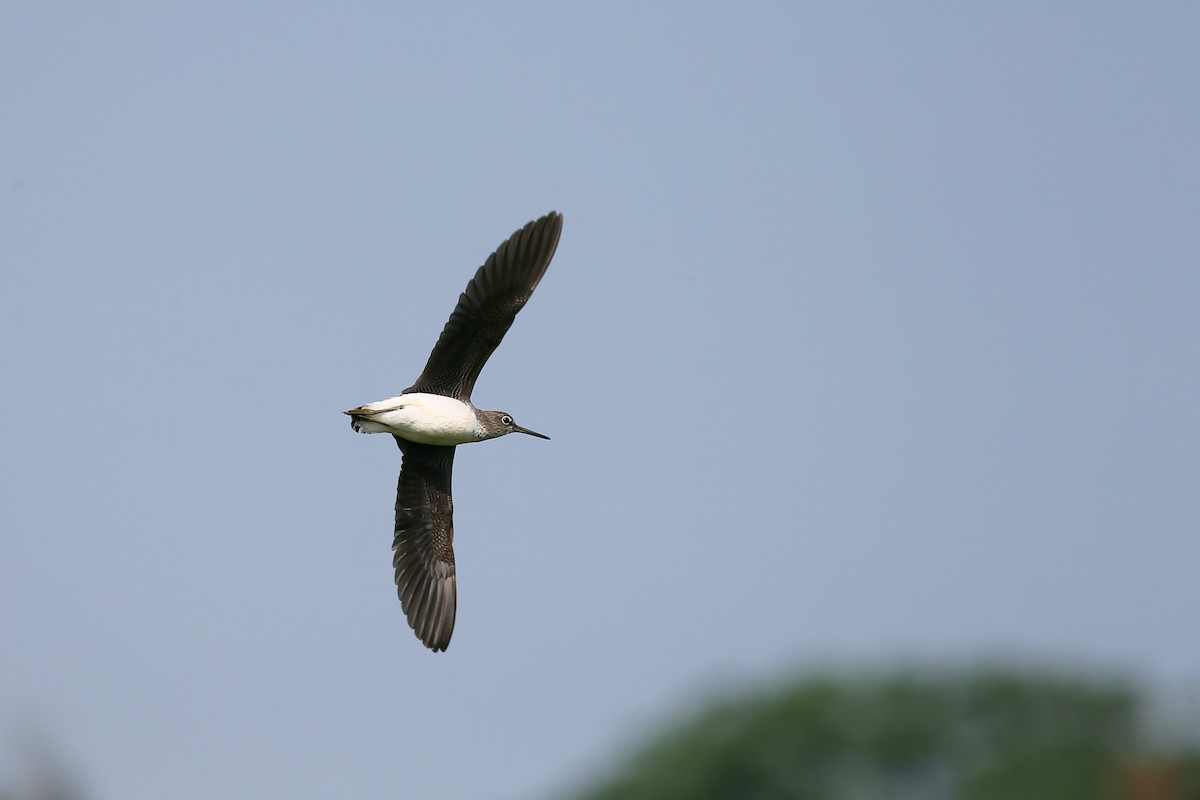 Green Sandpiper - Ting-Wei (廷維) HUNG (洪)