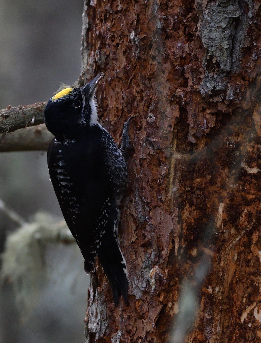 American Three-toed Woodpecker - Sylvain Dallaire