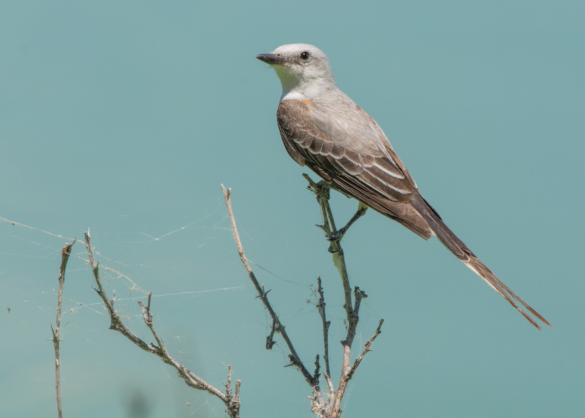 Scissor-tailed Flycatcher - Collin Stempien