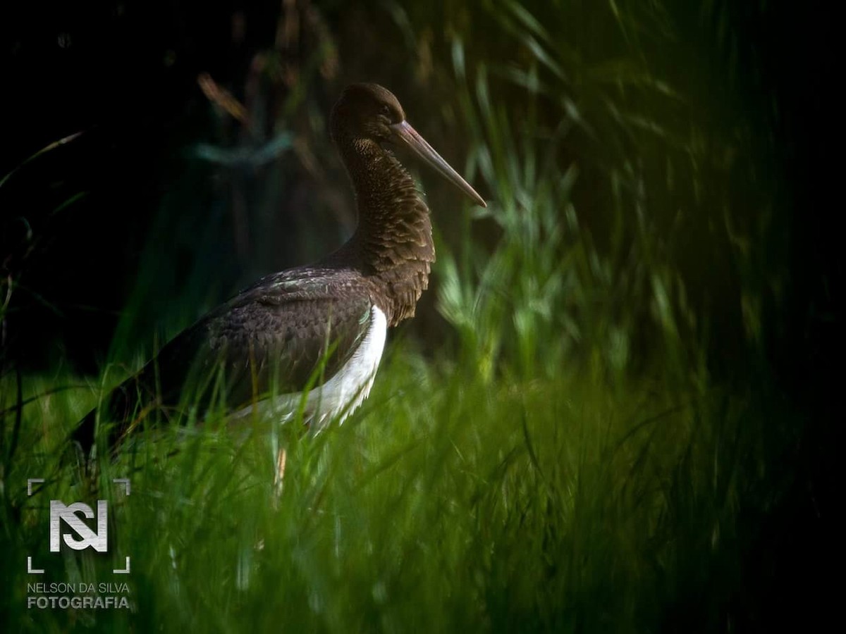 Black Stork - nelson silva