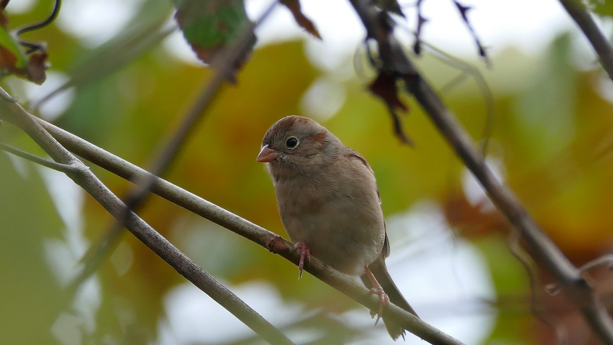 Field Sparrow - Avery Fish