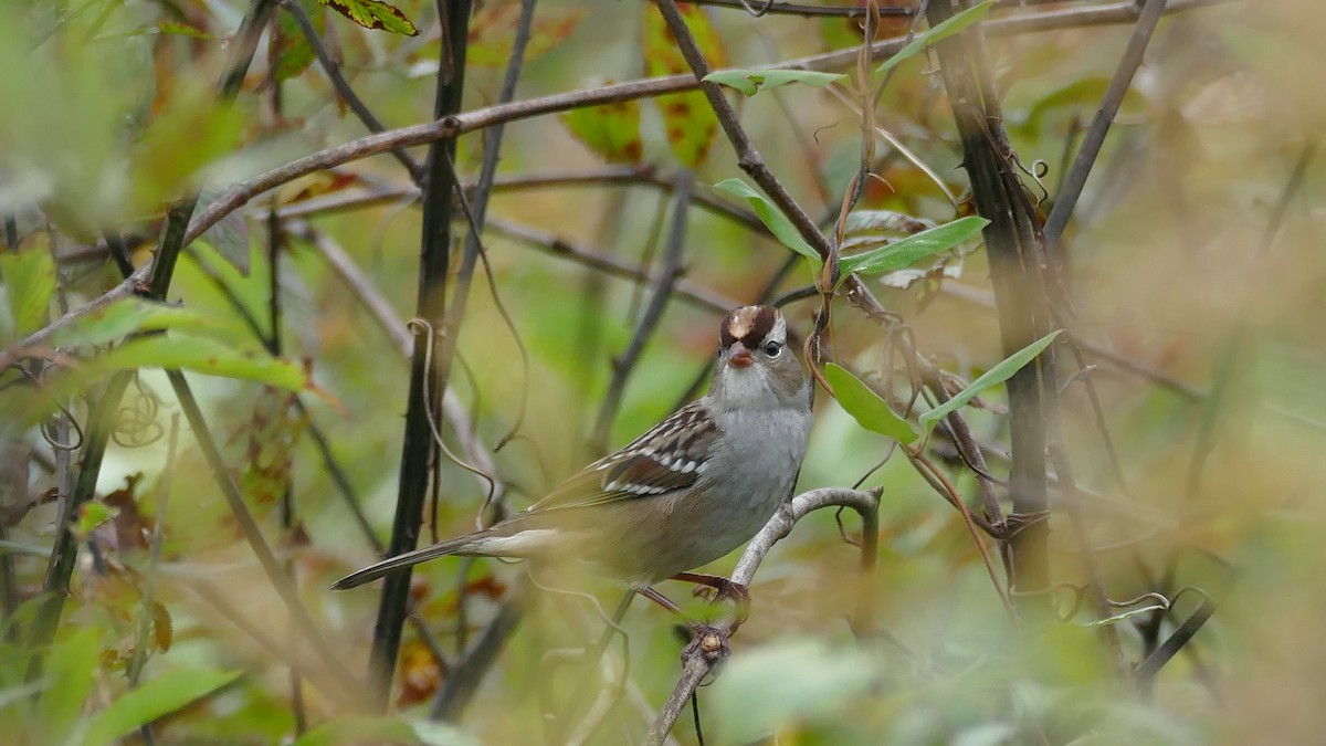 White-crowned Sparrow - Avery Fish
