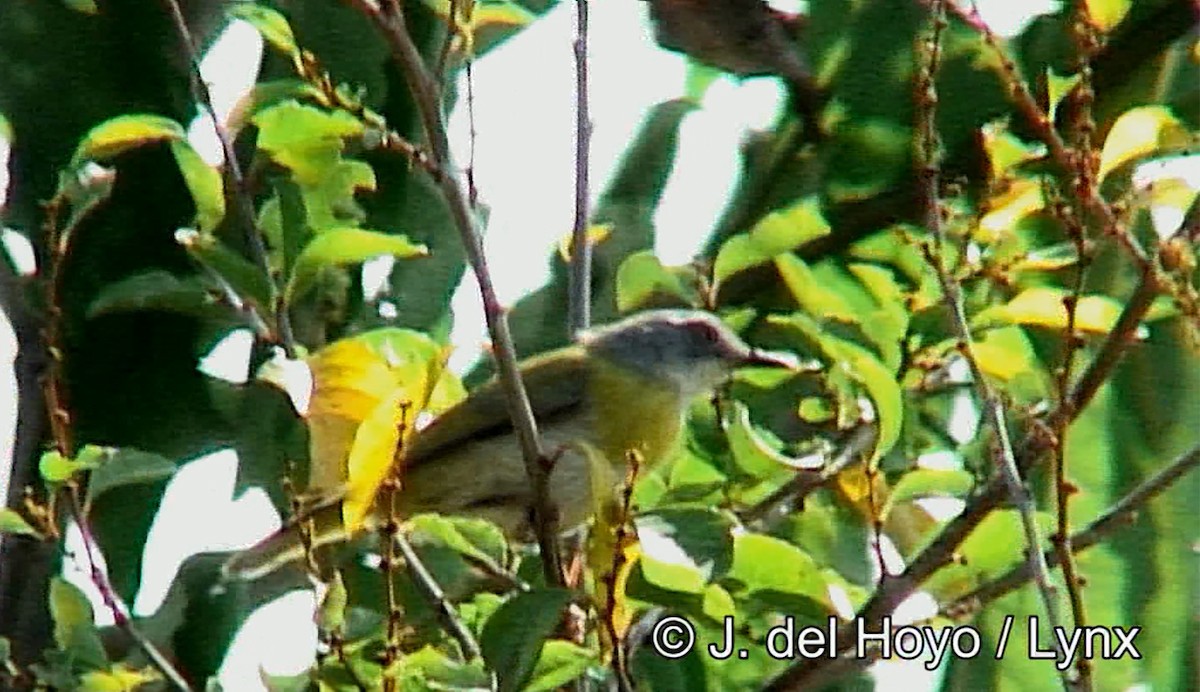 Yellow-breasted Apalis (Yellow-breasted) - ML382038621