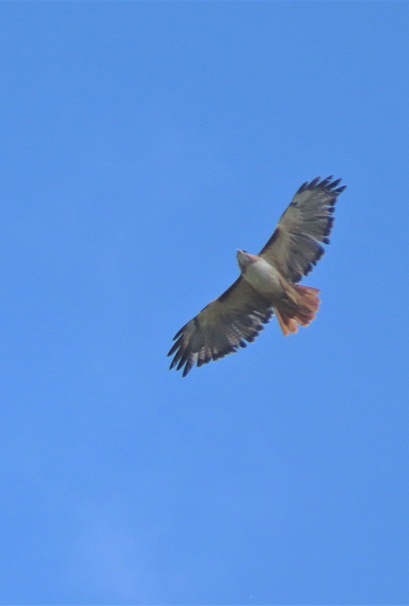 Red-tailed Hawk (kemsiesi/hadropus) - ML382040031