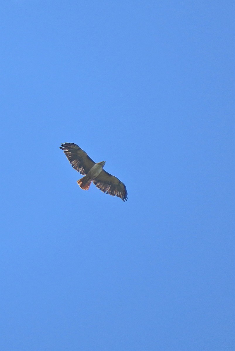 Red-tailed Hawk (kemsiesi/hadropus) - ML382040081