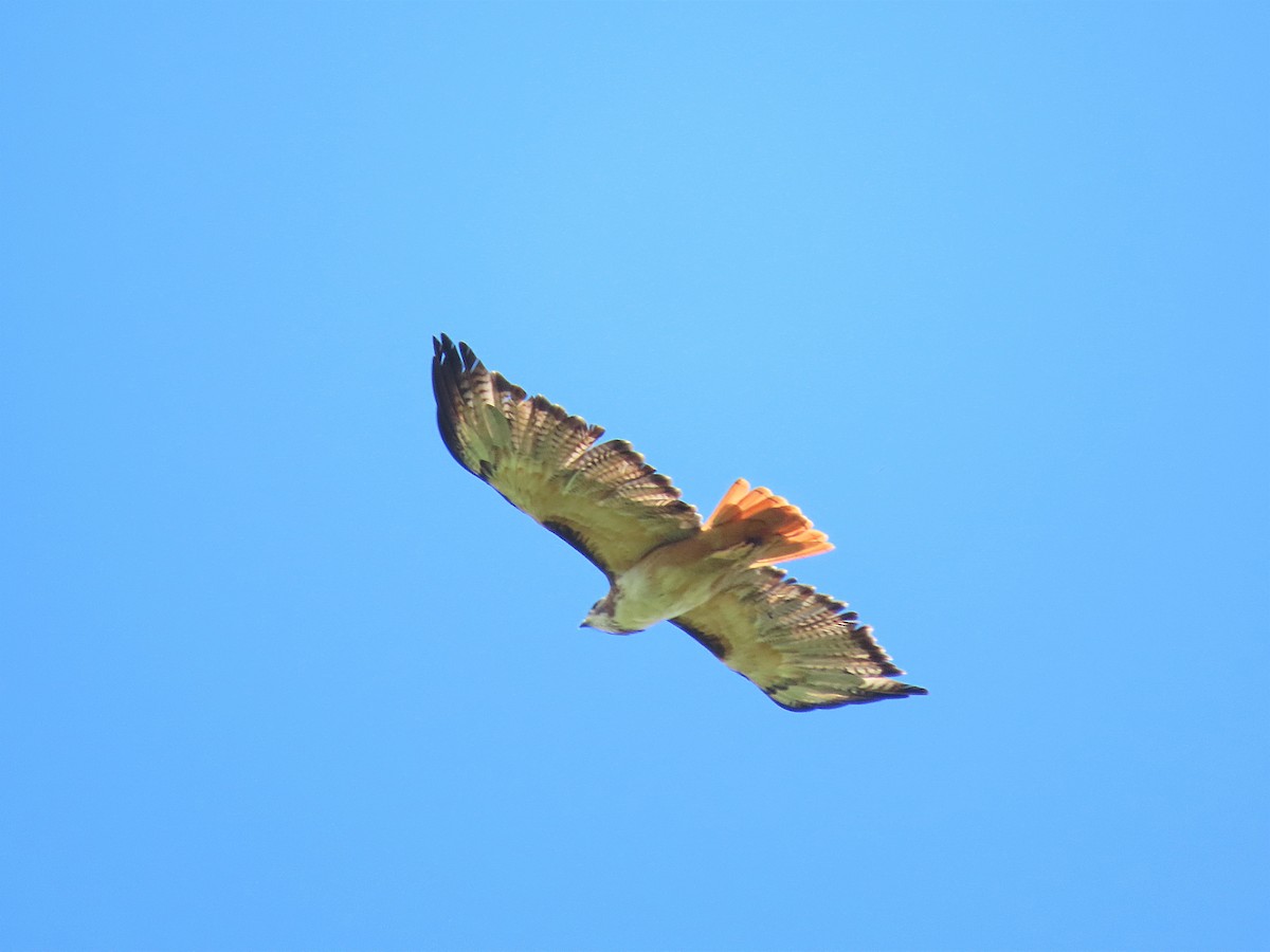 Red-tailed Hawk (kemsiesi/hadropus) - ML382040101